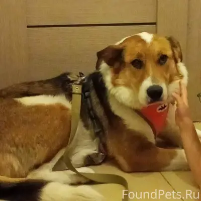 Пропала собака Фаня, Тёплый стан