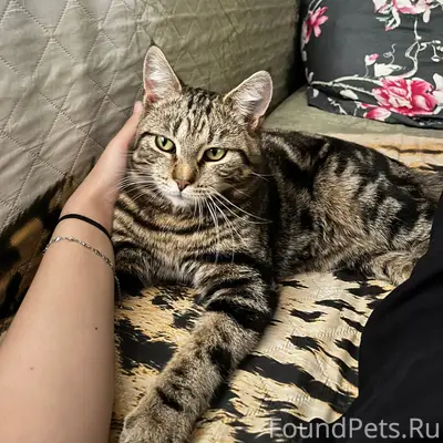 Пропал кот, Д. Кардой
