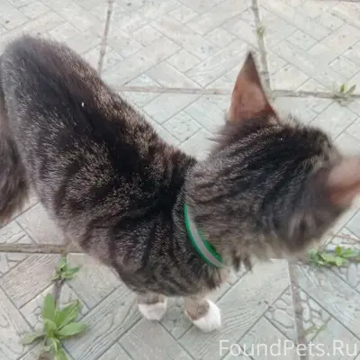 Найден котёнок, Генерала Тихонова