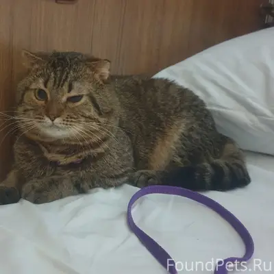 Пропал кот Тима, СНТ Геолог-1