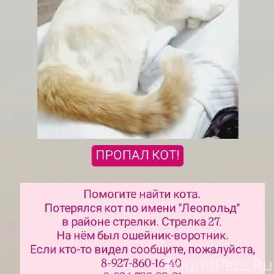 Пропал кот, неизвестно где