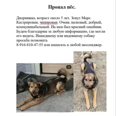 Пропал пёс, днт "Лесное озеро"