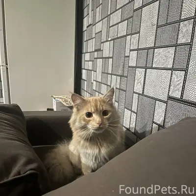 Пропал кот Боня, Приосколье