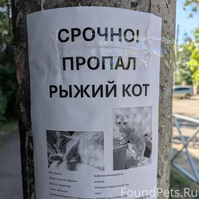 Пропал кот, ул. Индустриальная / Станкостроительная