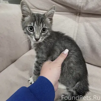 Найден кот, Раздольная 2/4