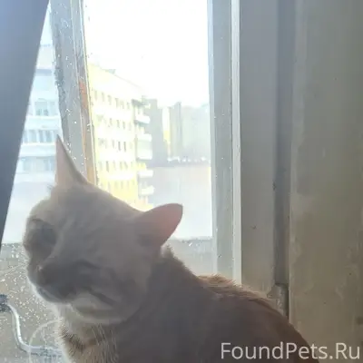 23.06.26 г пропал рыжий кот с ул Бабушкина