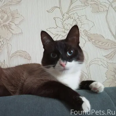 Пропал сиамский кот, г. Алатырь