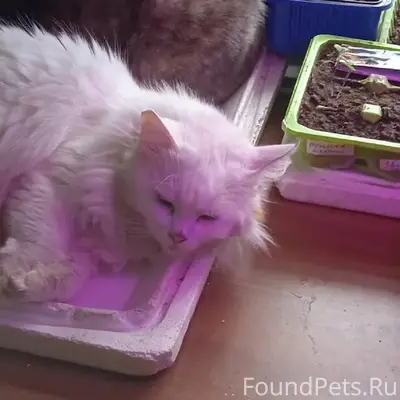 Пропала белая кошка Мася