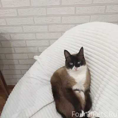 Пропал сиамский кот Маркиз, ул. Гоголя
