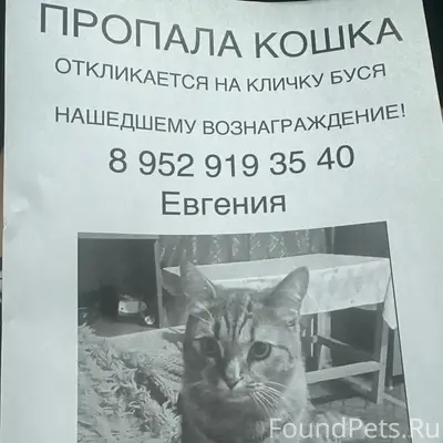 Пропала кошка, Новосибирск, село Барышево