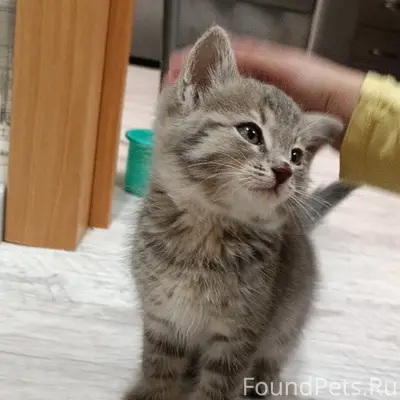 Найден котёнок, лес