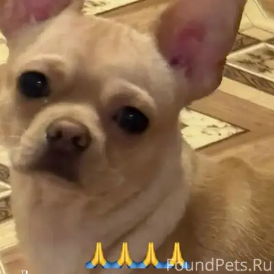 Пропала собака,