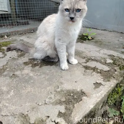 Найдена кошка, ул. Герцена, 8
