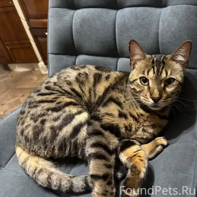 Пропал бенгальский кот, улица Ленинградская