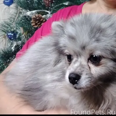 Пропала собака Мими