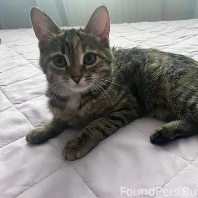 Пропала кошка Глаша, улица Добрая