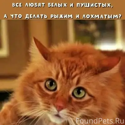 Пропала серая кошка, пропал серый котик