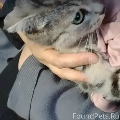 Найдена вислоухая кошка, Гагарина 8-8