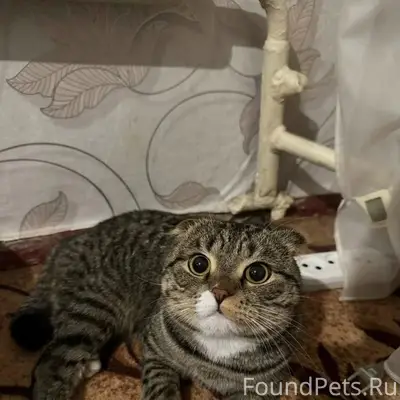 Пропал кот, ул. Островского