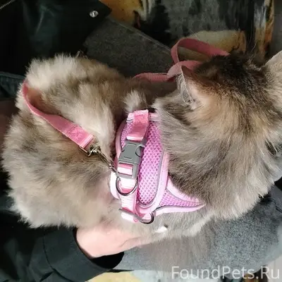 Найдена кошка, переулок Молодёжный