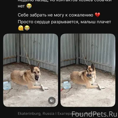 Найден пёс, Снежинск
