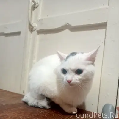 Найден котёнок, Полярный