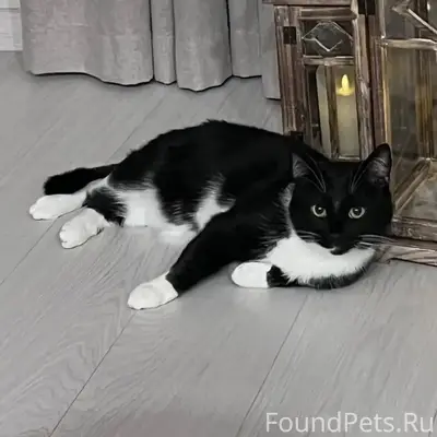Пропал черно-белый котик Виски, центр города