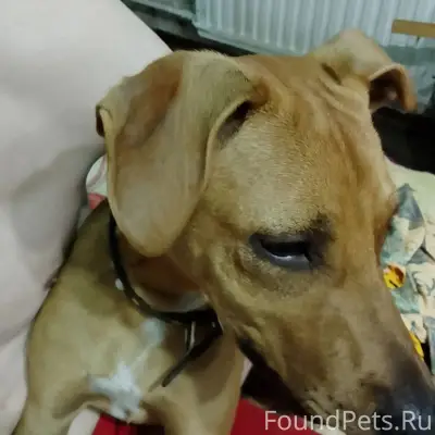 Найден домашний пёс с ошейником, улица Запрудная