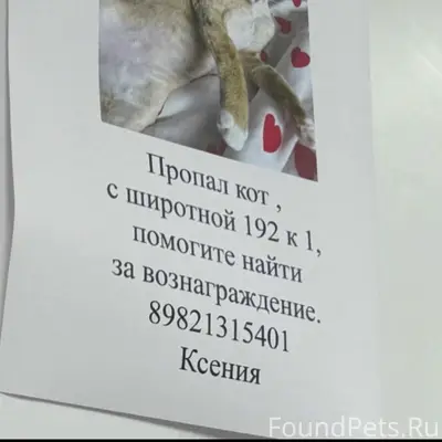 Пропал кот, Широтная