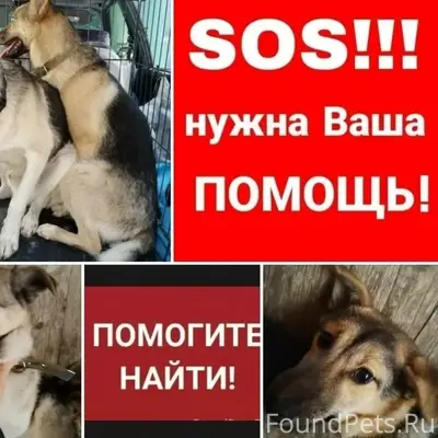 Пропали метисы овчарки Макс и Ричик, Каштановая Аллея