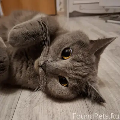 Пропал кот Том, ул. Комсомольская