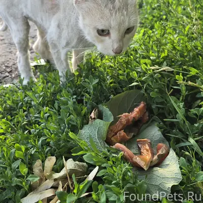 Найден кот, Север