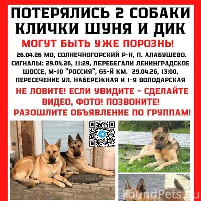 Пропавшая пара собак: Шуня и Дик, Солнечногорский район