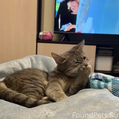 Пропала кошка Ася, южка