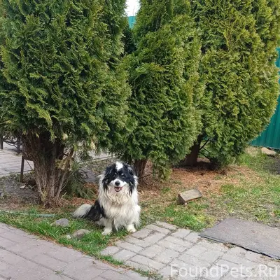 Пропал пес Степа