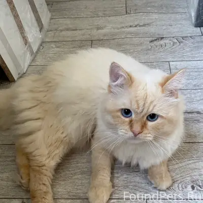Пропал кот Федя, улица Титова