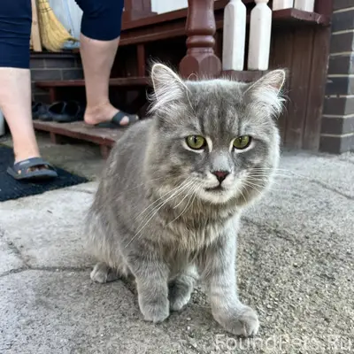 Найден кот, посёлок Малое Чаусово