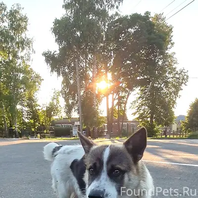 Найден кобель