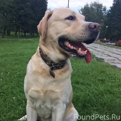 Найден пёс, Северный градус