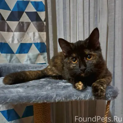 Пропала кошка, район 5 поликлиники