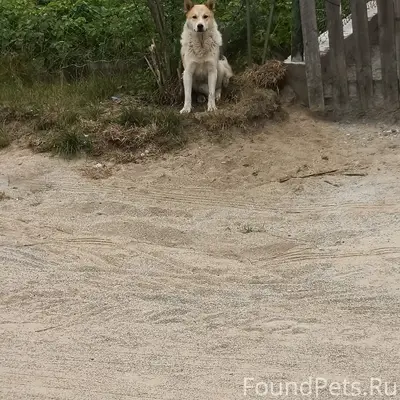 Пропала собака, п. Труда