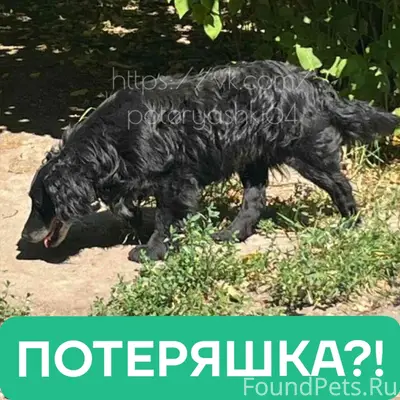 Пропал метис пуделя, Саратов, Агафоновка