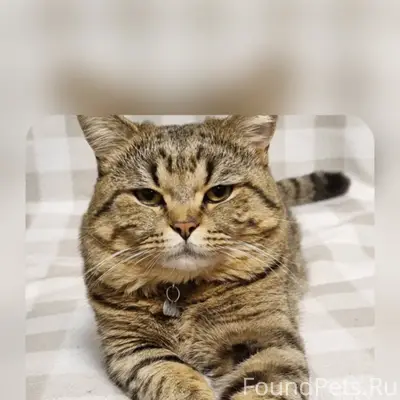 Пропал кот! В жилом районе Порожский,ул. Нагорная,район Пятёрочки. Очень нужна хоть какая-нибудь информация!