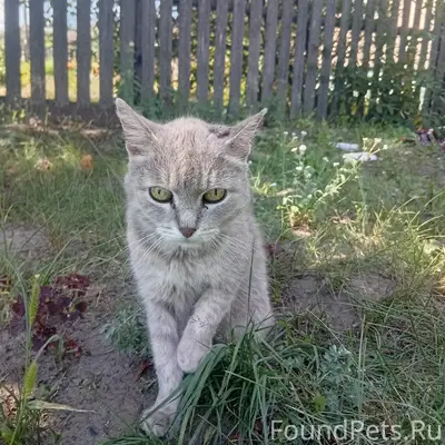 Найдена кошка, серый окрас в полоску, лес