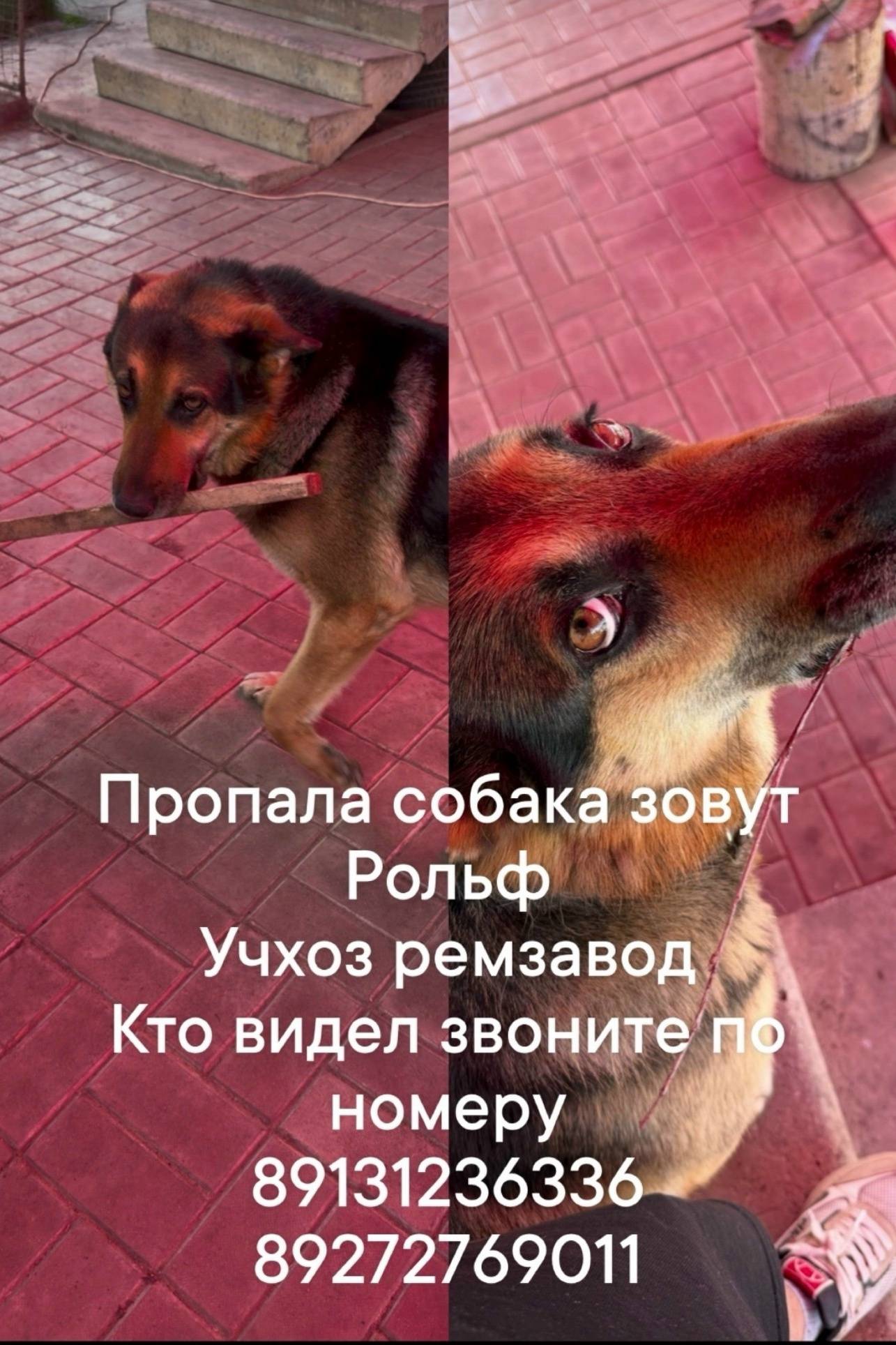 Пропал Рольф, Учхоз ремзавод