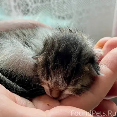 Найден котёнок, Сочи