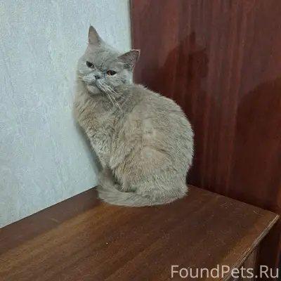 Пропала шотландская кошка Лора, район Марьино