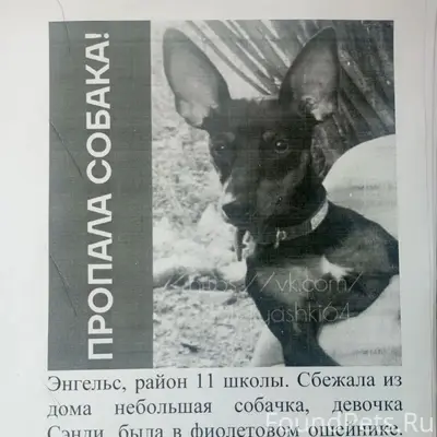 Пропала собака