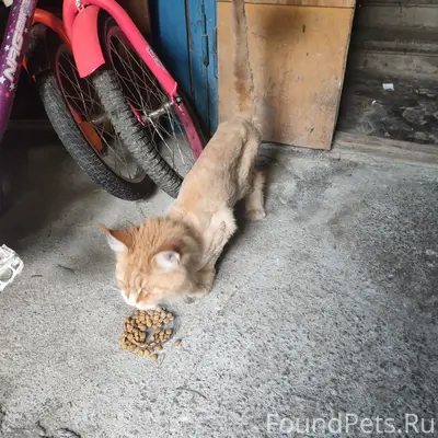 Найден кот, место не указано