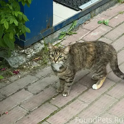 Найдена кошка, ул. Ломоносова